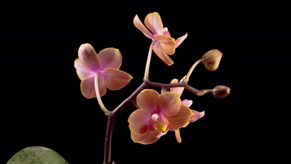 Blooming Peach Orchid Phalaenopsis Flower