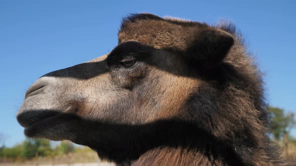 Portrait of a Cute Camel in the Zoo Under the Sunlight on a Blue Sky Background