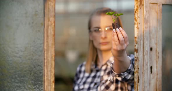 Close Up of Scientist or Researcher Looking at Young Plant and Examining Plant alt