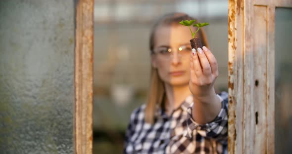 Close Up of Scientist or Researcher Looking at Young Plant and Examining Plant
