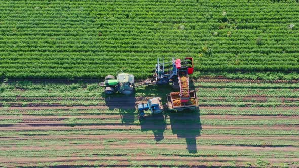 Harvesting carrots. A harvester with a conveyor collects ripe carrots.