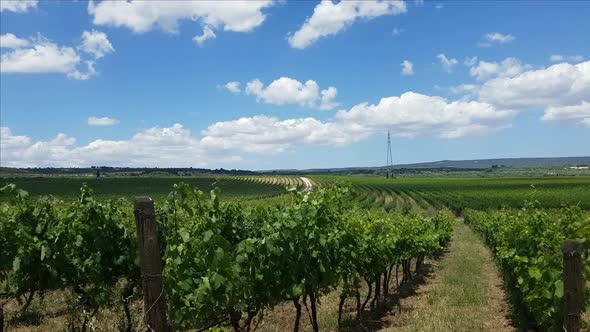 Scenic vineyard in south Italy