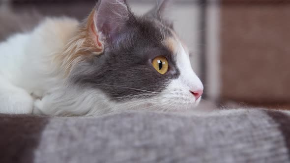 Cat Lying in the Bed