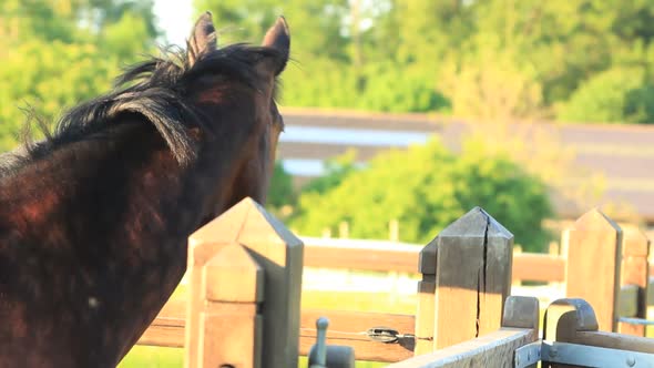 Horse close up outdoor during sunset