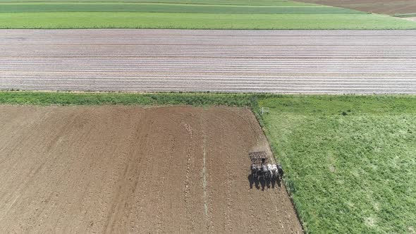 Aerial View of Amish Farm Worker Harvesting Spring Crop With Team of 6 Horses