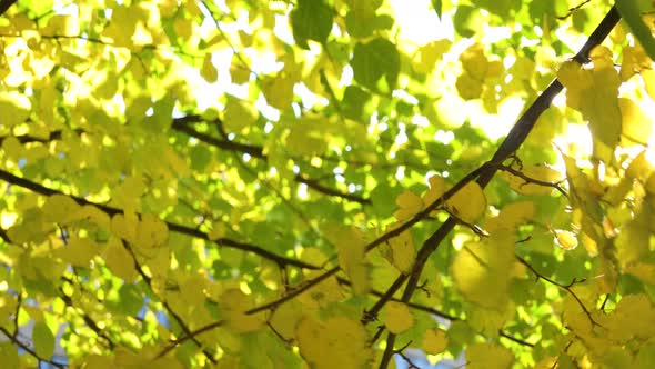 Sun Shines Through a Green Tree Crown