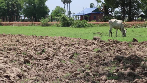 Skinny water buffalo grass on grass in Cambodian countryside.