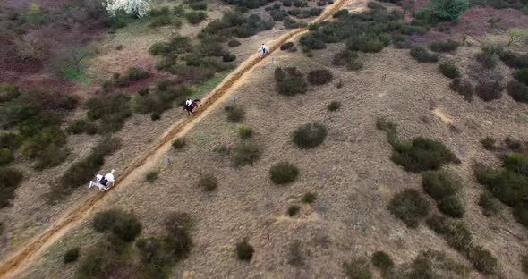 Aerial view of three horses racing in desert environment