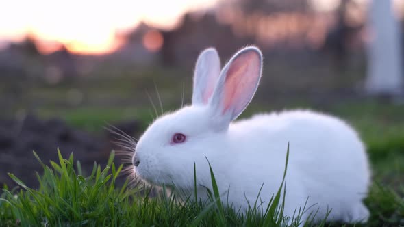 Decorative Fluffy White Rabbit with Red Eyes at Sunset in Green Grass Portrait of Cute Pet Bunny