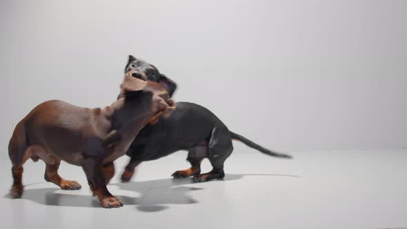 Two Dachshund Dog Puppies Playing on a Seamless White Studio Background