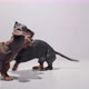 Two Dachshund Dog Puppies Playing on a Seamless White Studio Background - VideoHive Item for Sale