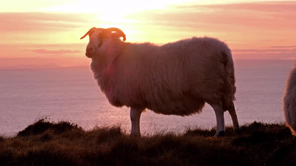 Sheep Enjoying the Sunset at the Slieve League Cliffs in County Donegal, Ireland