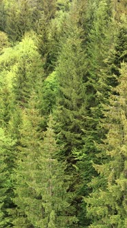 Aerial View of Trees in the Forest