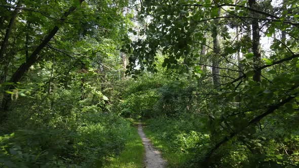 Green Forest with Trees By Day