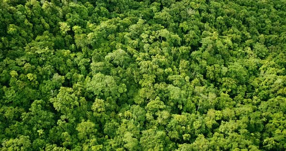 Aerial view of rain forest.