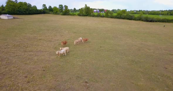 Aerial over cows in a farmer's field