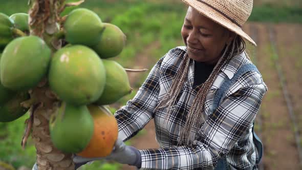 Senior African farmer working in countryside picking up organic papaya fruits