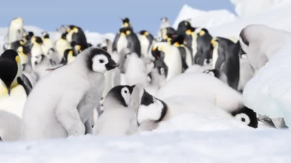 Emperor Penguins with Chicks Close Up in Antarctica