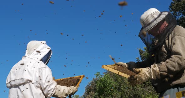 Working beekeepers, Occitanie,Europe,France