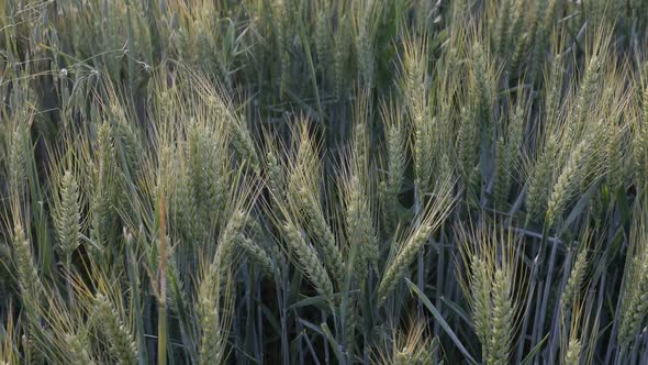 Common wheat Triticum aestivum slow motion video