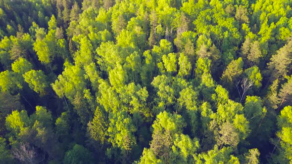 Wide Open Spaces of the Forest Tall Green Coniferous Trees Aerial View