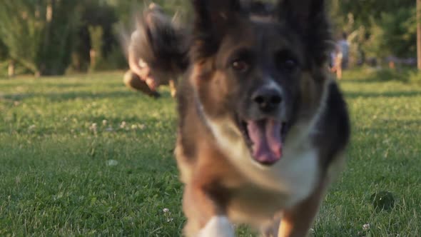 Border Collie dog running to camera, slow motion
