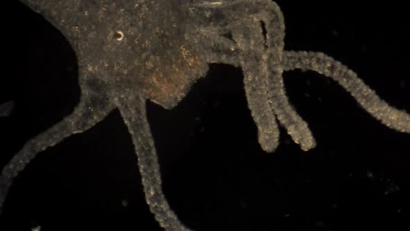 Microscopic Hydra moves its tentacles to catch prey.