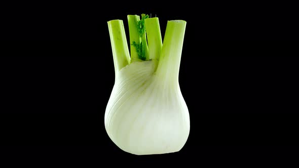 Fresh Juicy Fennel Root with Green Leaves Turns on Black