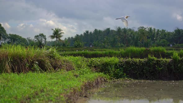 Steadicam Shot of a Flock of White Herons on Rice Filed. The Field Is Covered with Muddy Water and