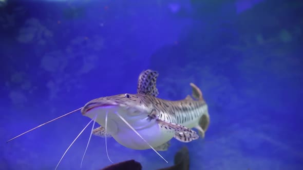 Catfish Swims In An Aquarium With A Backlight (2)