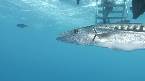 A close up of a large Barracuda swimming underneath a scuba diving boat on the Great Barrier Reef