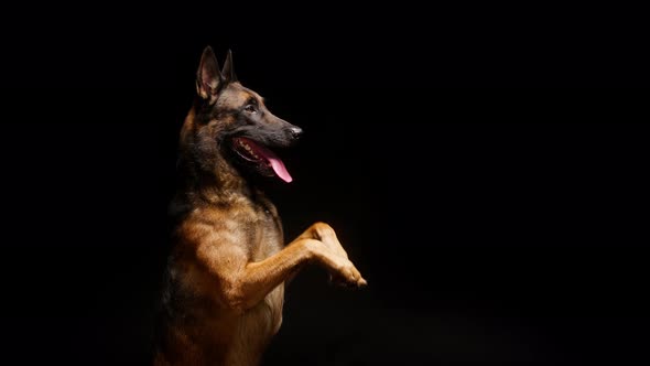 Shorthair Brown Malinois Bard Dog Standing on Back Legs on Black Background Side View