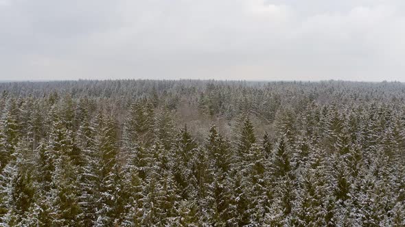 Flying low over a snow covered conifer tree wide forest, idyllic place in the winter season