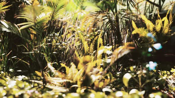 Close Up Jungle Grass and Plants