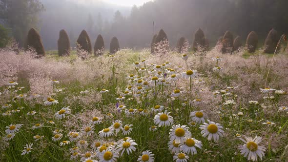 Morning in Countryside. Beautiful Daisies and Haystacks in the Background with Morning Fog