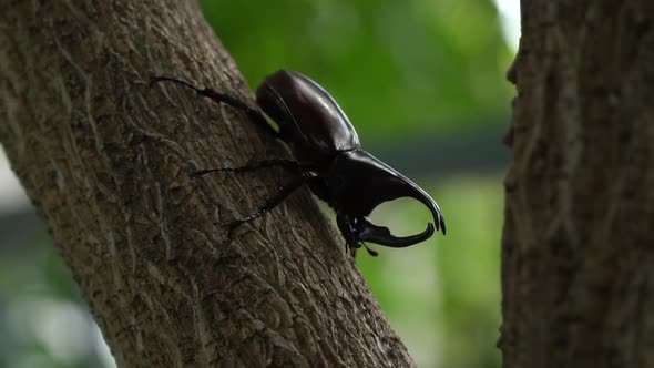 Close Up Of Siamese Rhinoceros Beetle Or Fighting Beetle On The Tree