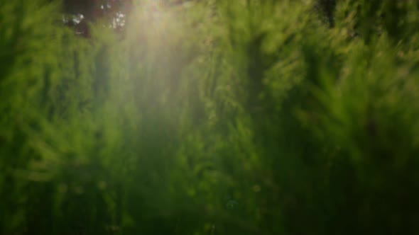 Closeup Pine Tree Branches in Bright Golden Sunbeams at Green Forest