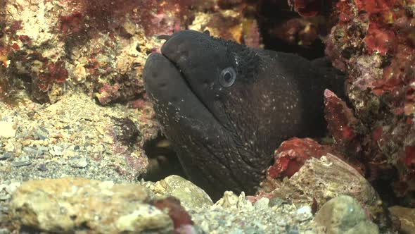 Moray eel sticking head out of burrow facing camera