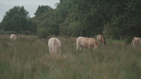 Limousin Cows in Bretagne France