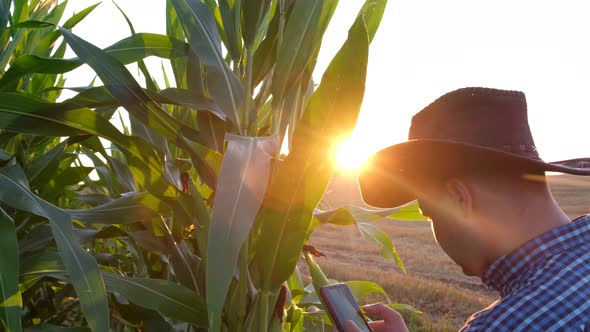 American Male Farmer Examines Corn Heads the Sun Shining Through the Leaves