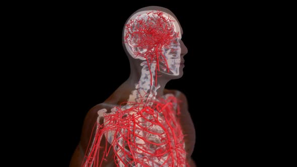 Abstract medical animation of the cardiovascular system