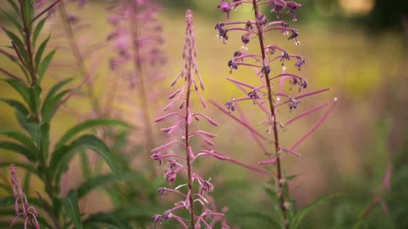 Closeup Purple Rosebay Willowherb filmed on Vintage Lens