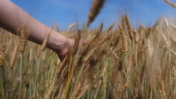 Woman Hand Touching Wheat Head Walking In Field.