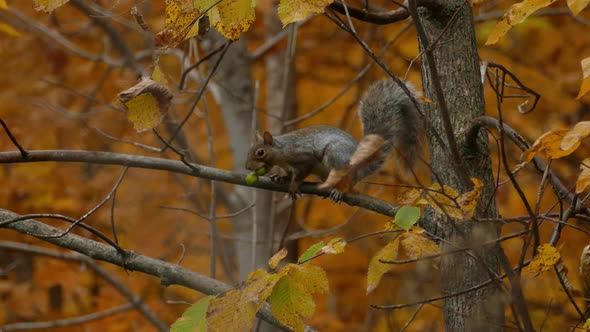 Cute little Squirrel with nuts in its mouth running away on tree branch - Autumn color foliage