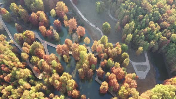 Autumn forest