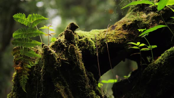 Moss In Forest