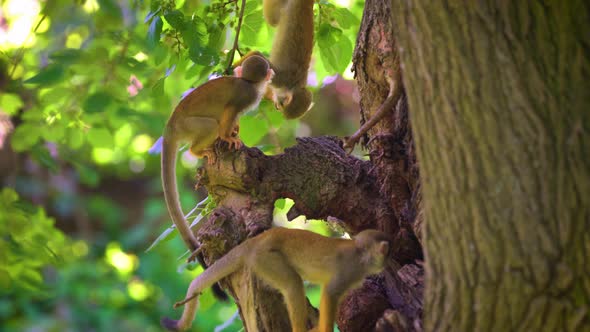 Three Common Squirrel Monkeys Looking for Food on a Tree
