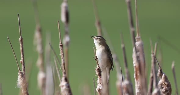 Small song bird Sedge warbler, Europe wildlife