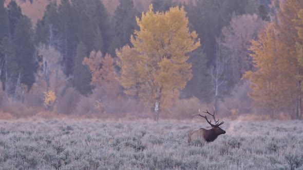 Steamy breath from Bull Elk as he bugles during the Fall rut season