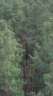 Vertical Video of Pine Forest Aerial View Slow Motion